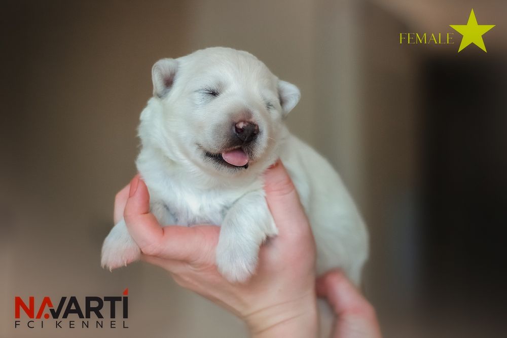 Дівчинка білої швейцарської вівчарки (БШВ/БШО) документи  КСУ-FCI