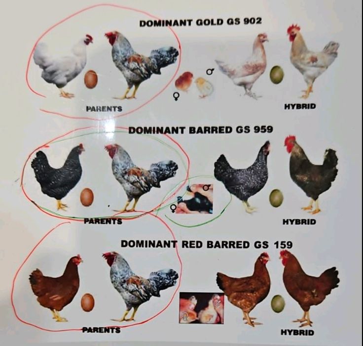 Домінант яйце для інкубації