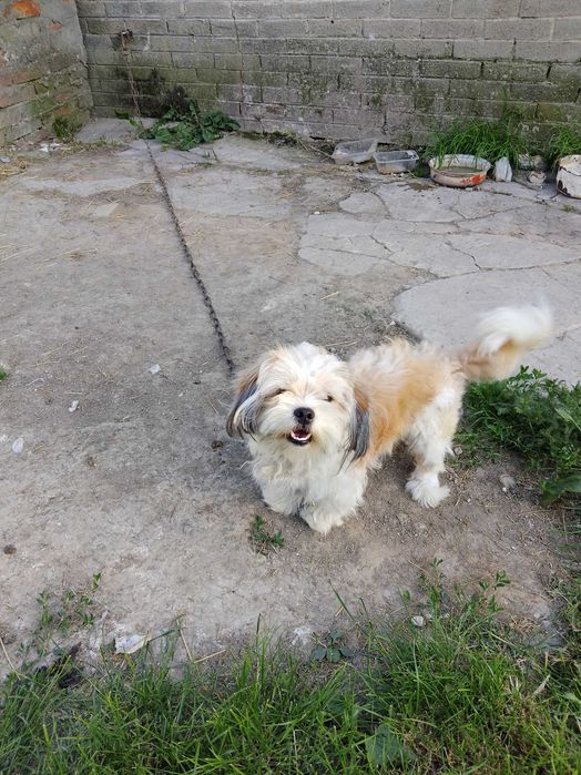 Pies mieszanka shih tzu