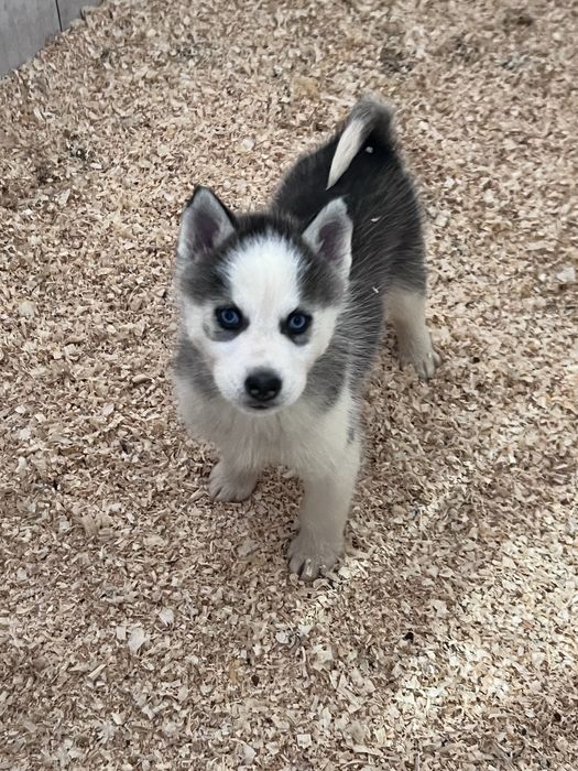 Husky Siberiano