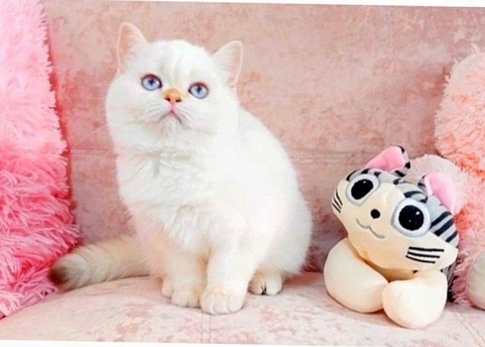 Дівчинка Золота шиншила поінт