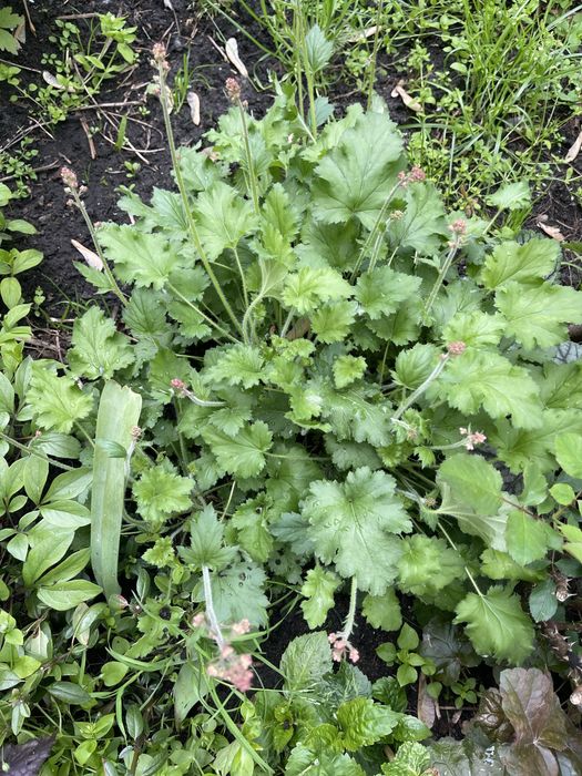 Гейхери з мого саду