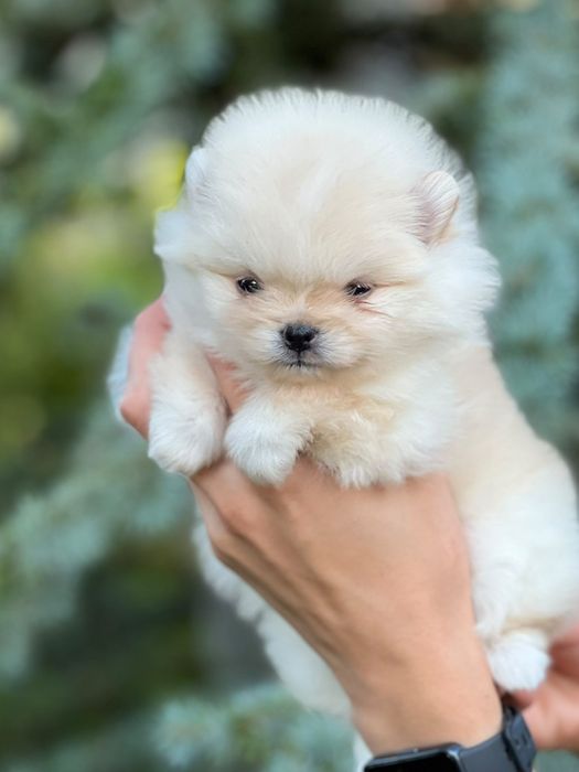 Pomeranian mini boo dziewczynka