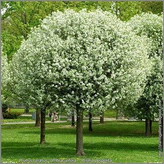 Klon lipa brzoza grab drzewa do nasadzen zastepczych obw pnia 20-30 cm