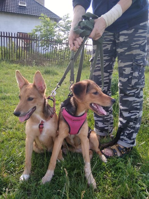 Трое щенков в очень добрые руки!.