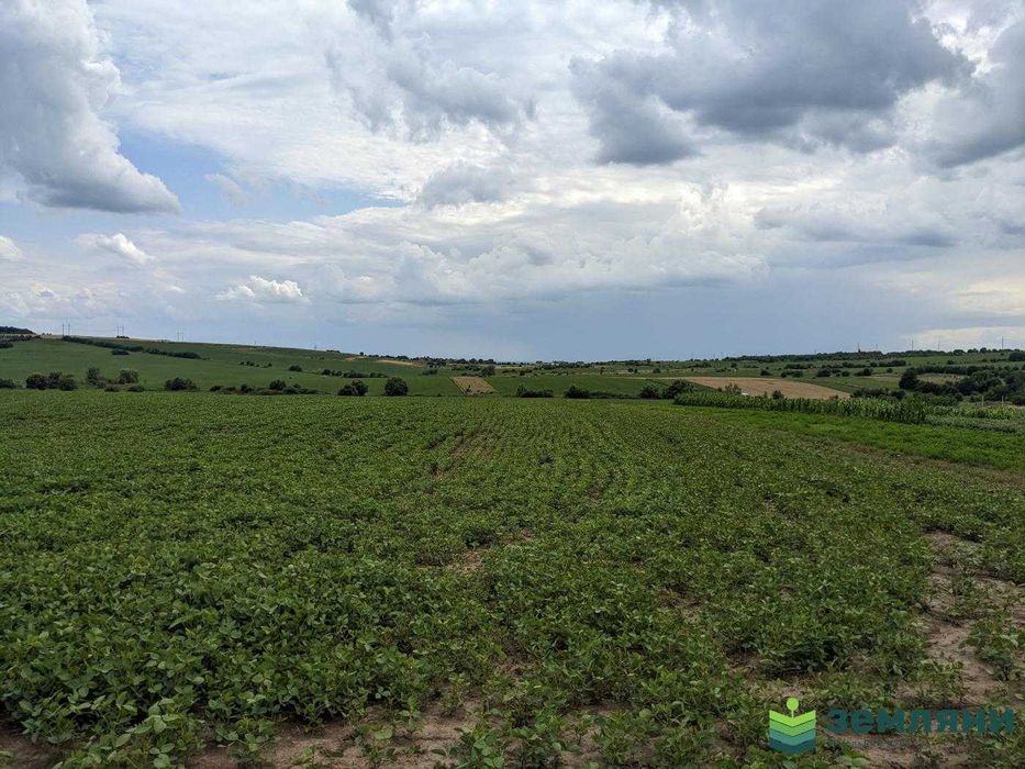 Земля 13 соток в с.Колодіївка,урочище "Нива" під будівництво (5)