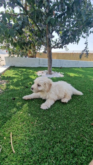 Maltipoo  disponível