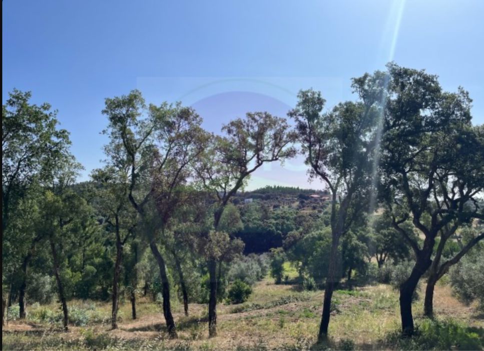 Terreno com vinha e pequeno imovel