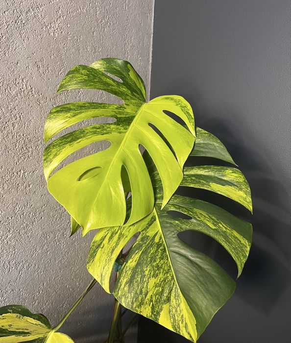 Monstera Marmorata