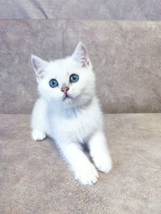 Британський шиншила котик