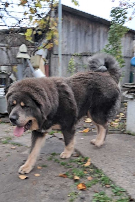 Тибетського мастифа цуценята продаж