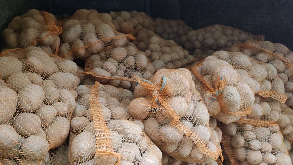 Ziemniaki jadalne Bellarosa, Baltic-rosa