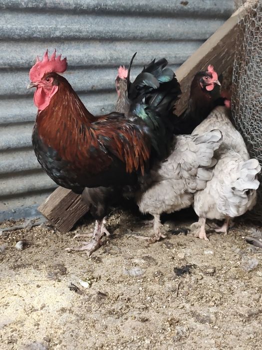 Ovos Marans e Seramas incubação
