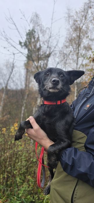 7kg sunia do adopcji