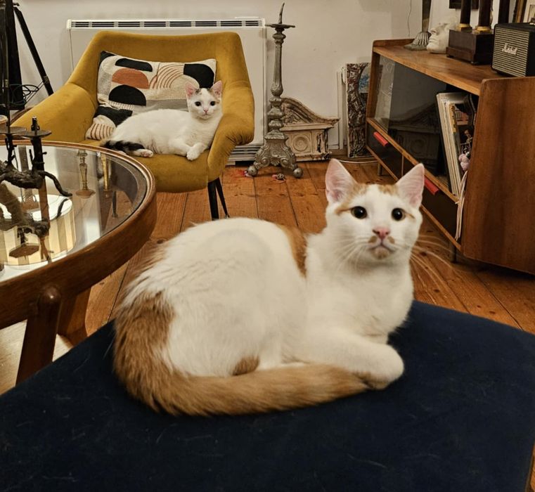 Pianka i Krakers szukają domu na stałe