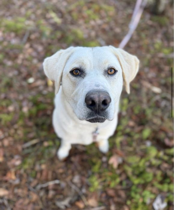 Łucja – labrador w typie, oddana i łagodna