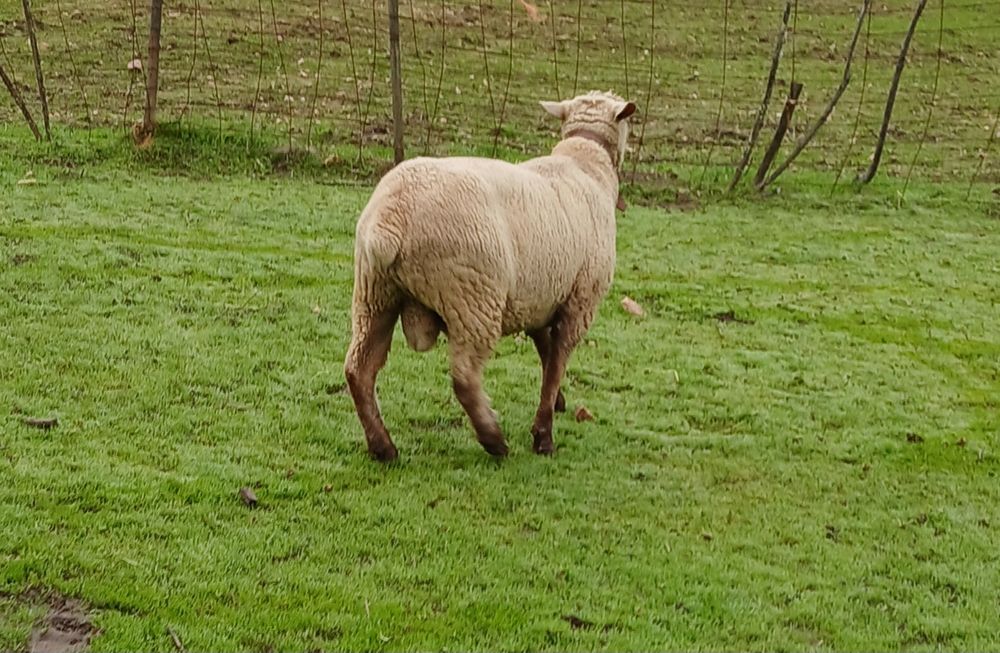 Malato com dois anos