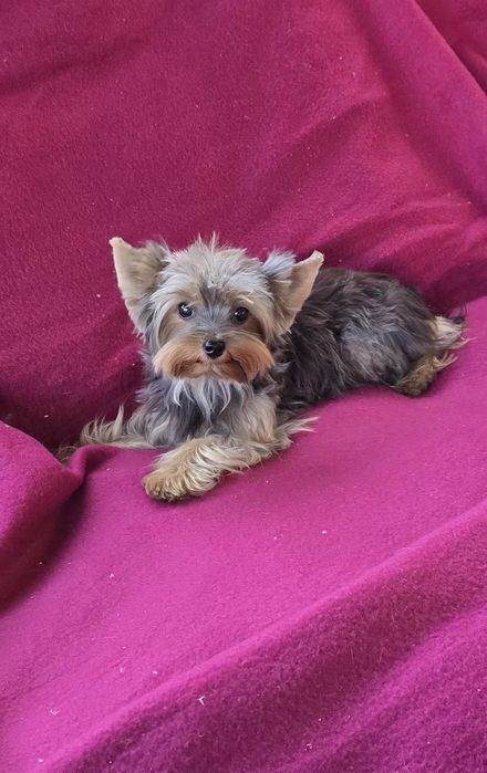 Piesek roczny Yorkshire terrier