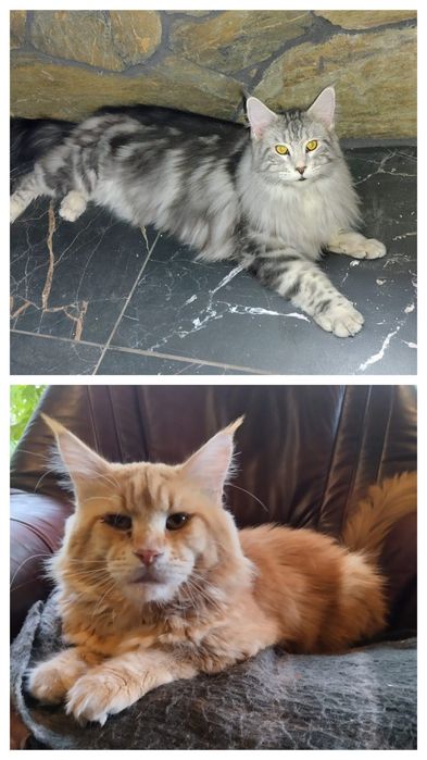 Kocur, Maine coon, kot  z rodowodem, ostatni kotek