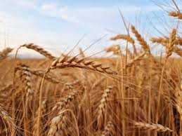 Sprzedam żyto dankowskie złote na siew