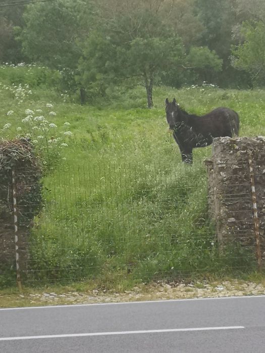 Poldro mustang com 1 ano