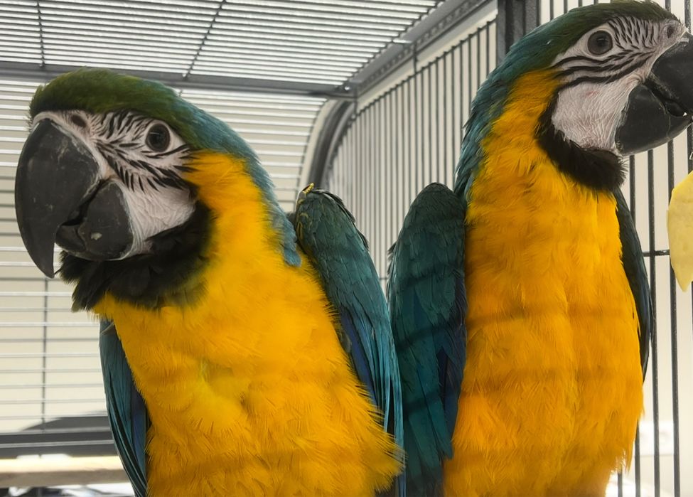 Casal Araras com cerca de 1 ano e meio - 1500€ cada