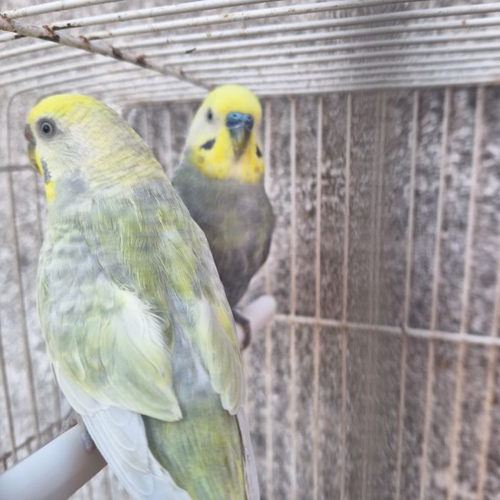 Piriquitos Arco-iris