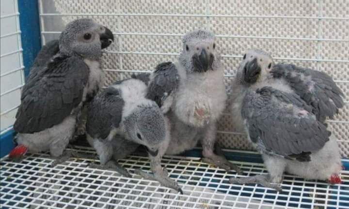 Papagaios cinzentos cauda vermelha