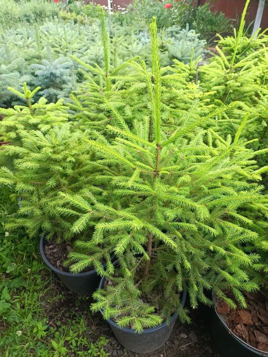 Ялина Європейська, Ель Европейская