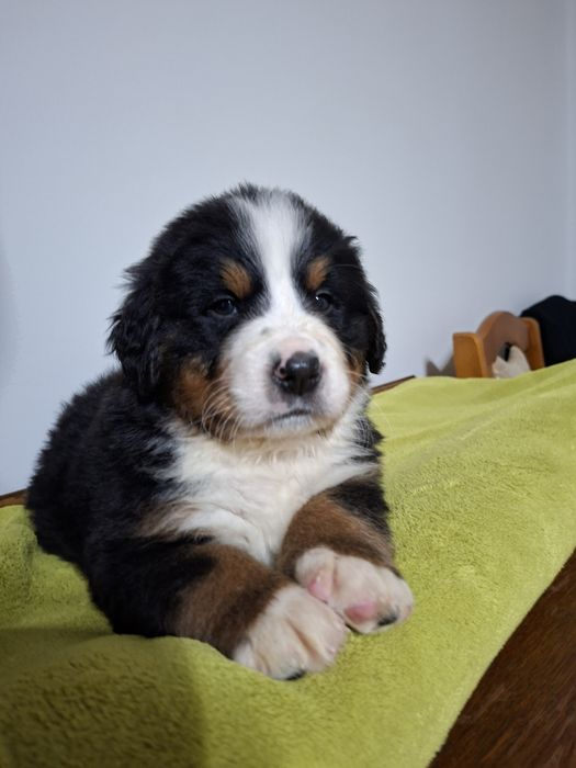 Bernenski  pies pasterski