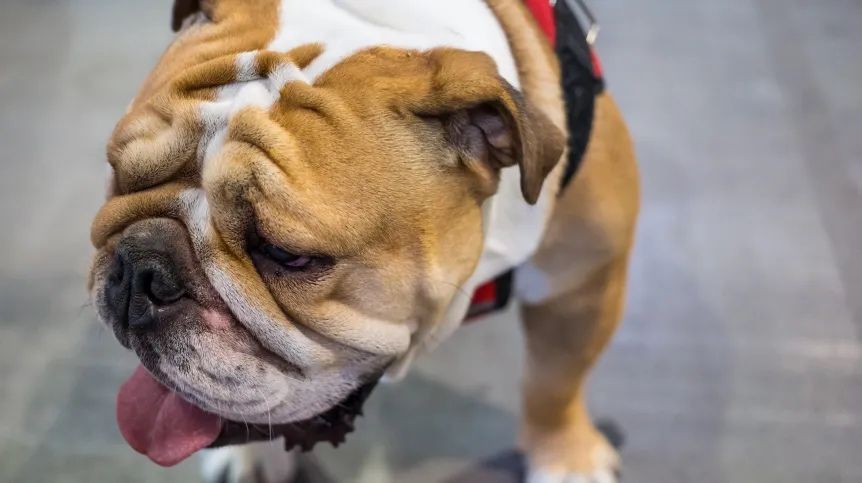 Petsitter - opieka nad zwierzętami