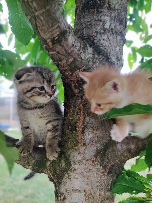 Кошенята в добрі руки