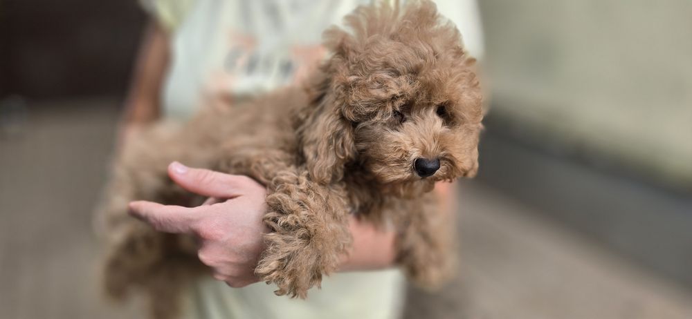 Cavapoo / chłopczyk f1b