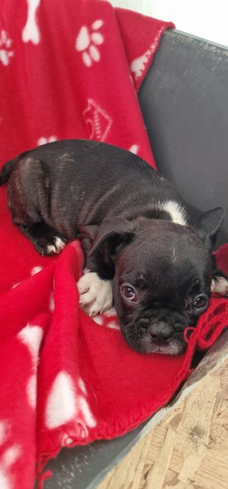 Menino bulldog preto