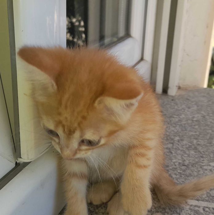 Gatinho disponível para adopção responsável.