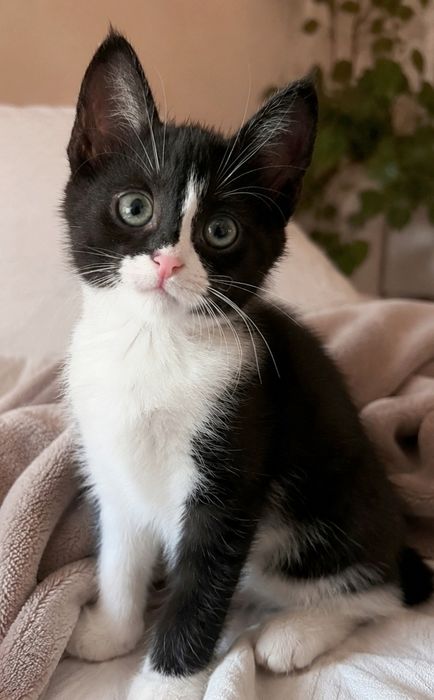 Миле кошеня в добрі руки(киця, кішка, кіт, котик, котеня)