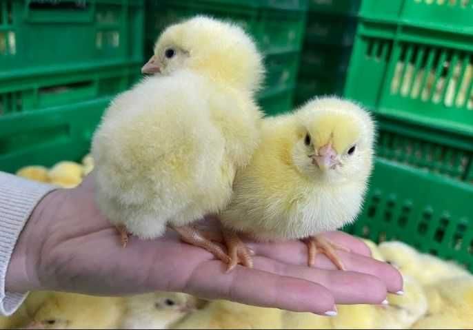 Курчата БРОЙЛЕРІВ. Приймаємо замовлення