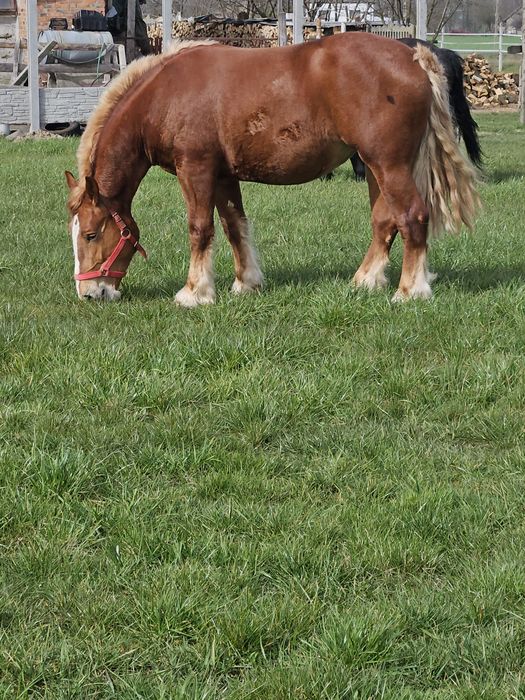 Klacz w typie sztumskim