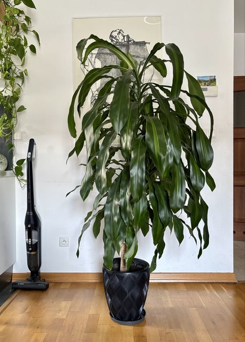 Duży kwiat doniczkowy  Dracena wonna (Dracaena fragrans)