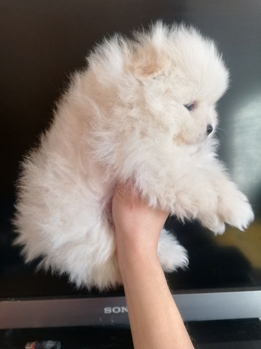 Мішкі_мішкі, Львів.