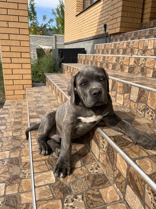 Продажа щенка кане корс