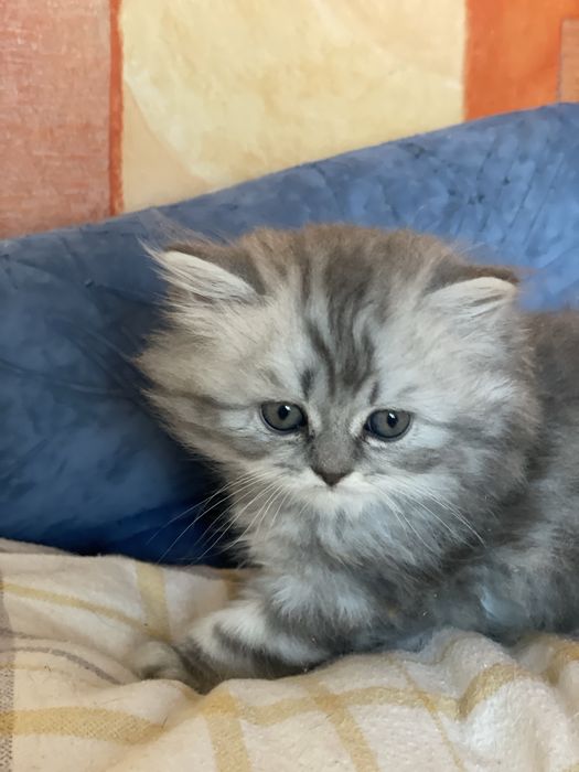 Шотландские мраморные!