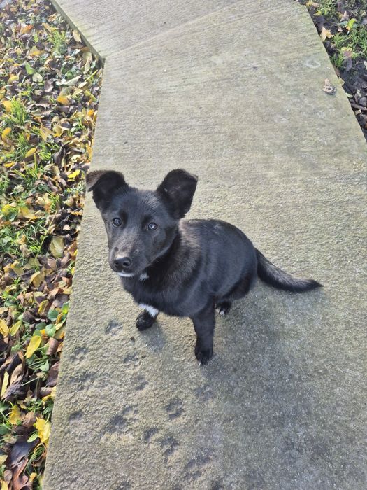 Собаки  2 дворняги