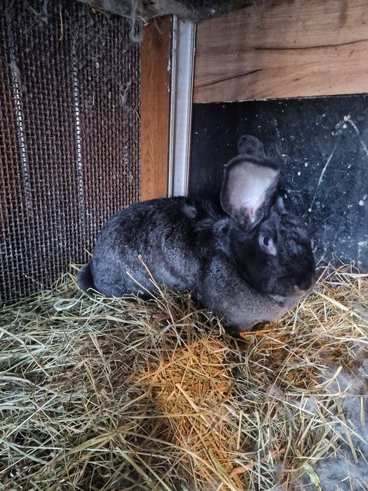 Króliki belgijskie mieszane