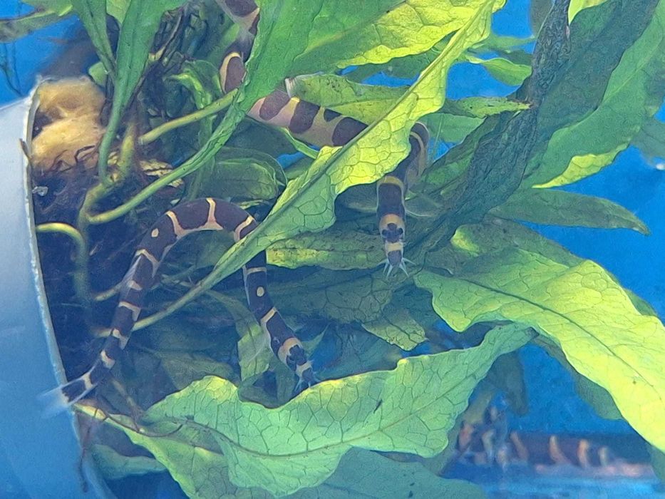 Cobrinha kuhli \ Pangio kuhlii 5-6cm