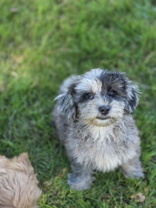 Maltipoo z metryką