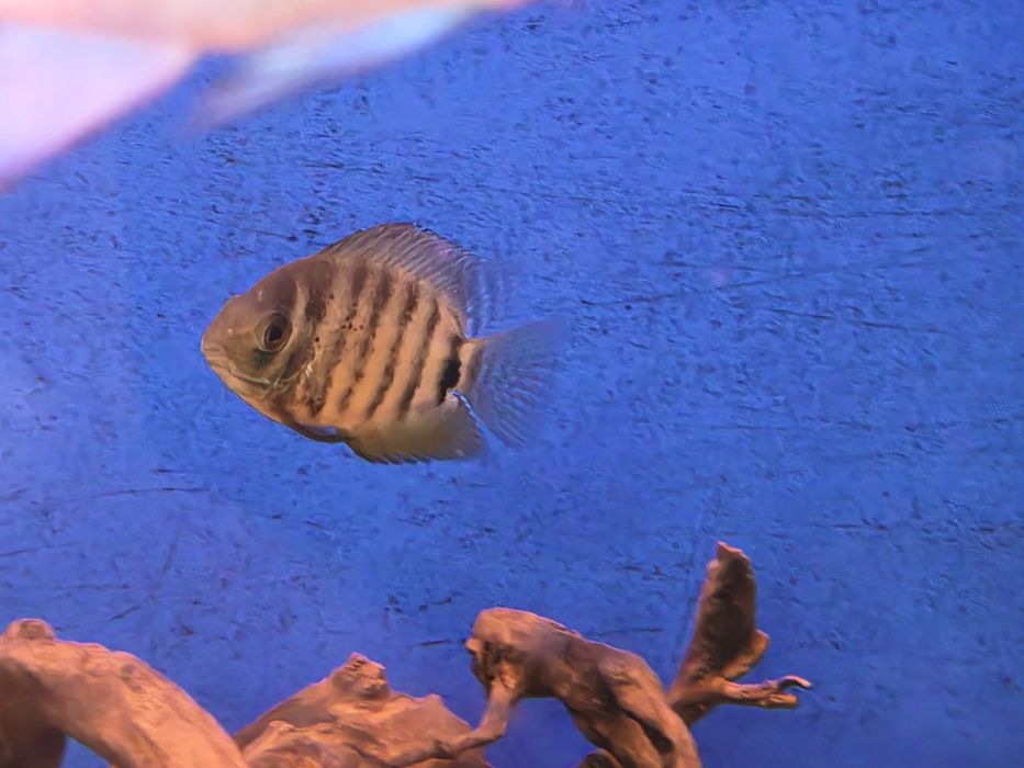 Severum Verde (Herus Severum)