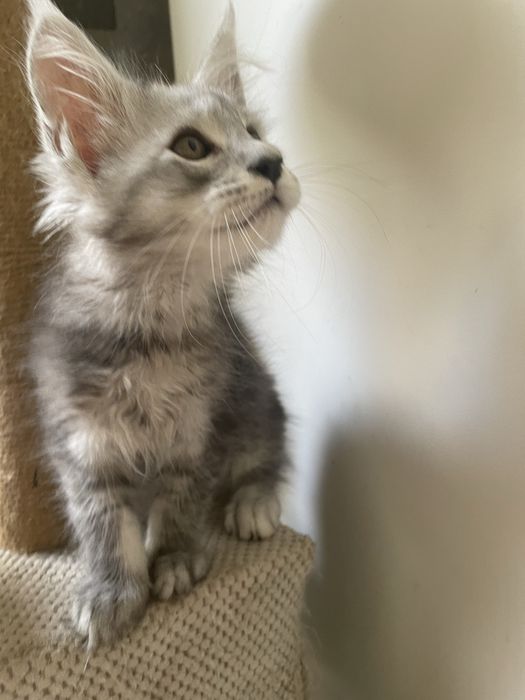 Kocurek Maine Coon