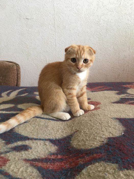 Скоттиш фолд-страйт