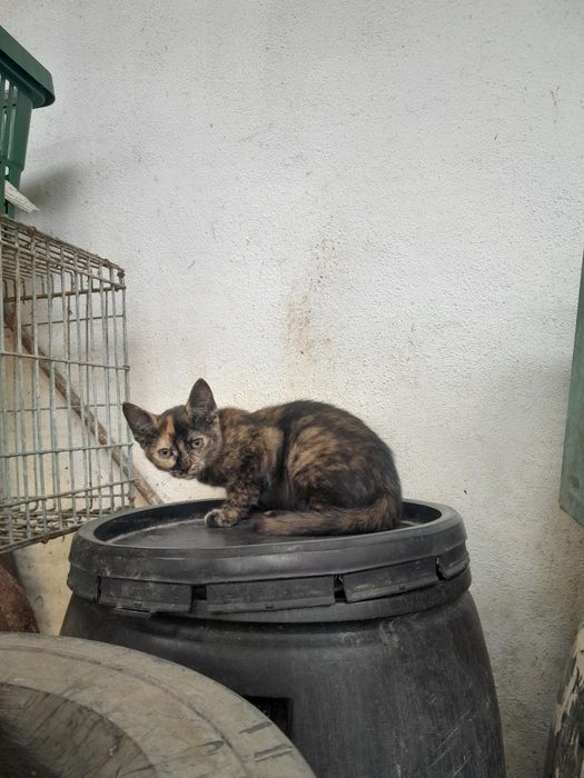 Gatinhos para adoção